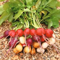 Thompson & Morgan Radish Rainbow Mixed