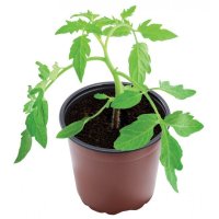 Garland 10.5cm Professional Growing Pots - Pack of 10
