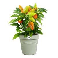 Elho Green Basics Growpot 17cm Stone Green