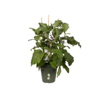 Elho Green Basics Growpot - 40cm Leaf Green