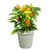 Elho Green Basics Growpot - 19cm Stone Green