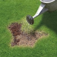 Miracle Gro Patch Magic Jug - 1015GM