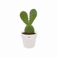 Elho B.For Original Round Mini Plant Pot 7cm - White
