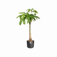 elho B.For Soft Round Plant Pot 25cm - Anthracite