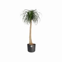 elho B.For Soft Round Plant Pot 25cm - Anthracite