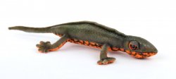 Soft Toy Japanese Newt by Hansa (23cm.L) 8141