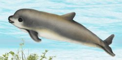 Soft Toy Porpoise Vaquita by Hansa (31cm.L) 6804