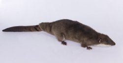 Soft Toy Giant Otter Shrew by Hansa (45cm.L)7374