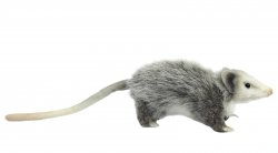 Soft Toy Opposum by Hansa (23cm.L) 8042