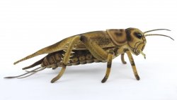 Soft Toy Cricket by Hansa (35cm) 8064