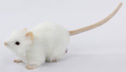 Soft Toy Rodent, White Rat (19cm.L) 7529