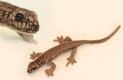 Soft Toy Guthega Skink by Hansa (34cm.L) 6571