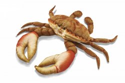 Soft Toy Sea Creature Orange Crab by Hansa (35cmL) 6312
