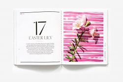Exquisite Book of Paper Flower Transformations