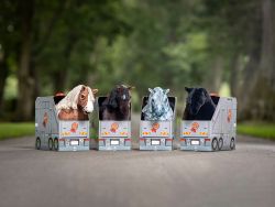 Lemieux Mini Toy Pony Popcorn - Palomino