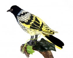 Soft Toy Bird, Regent Honey Eater by Hansa (16cm) 6040