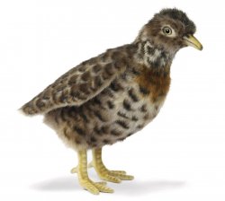 Soft Toy Bird, Plains-Wanderer (19cm.H) 7477