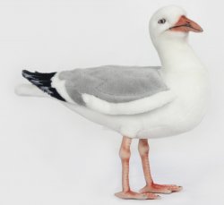 Herring Gull Bird by Hansa (30cm.L) 7259