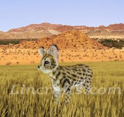 Soft Toy African Serval Cat Standing (48cm.L) 7372