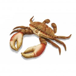 Soft Toy Sea Creature Orange Crab by Hansa (35cmL) 6312