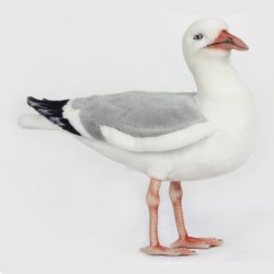 Herring Gull Bird by Hansa (30cm.L) 7259
