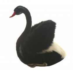 Soft Toy Bird, Black Swan by Hansa (29cm) 4086