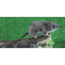 Soft Toy Long Nose Bandicoot by Hansa (10cm.L) 6042