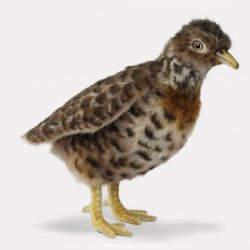 Soft Toy Bird, Plains-Wanderer (19cm.H) 7477