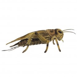 Soft Toy Cricket by Hansa (35cm) 8064
