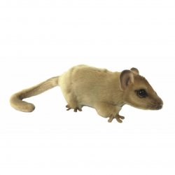 Hazel Dormouse by Hansa (16cm) 7814