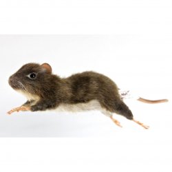 Soft Toy Rodent, Muridae by Hansa (22cm.L) 7682