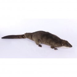 Soft Toy Giant Otter Shrew by Hansa (45cm.L)7374