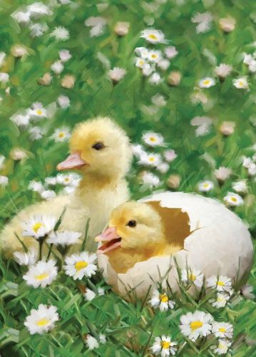 Birthday Card - Chicks Hatching Spring - Country Cards