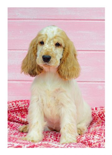 Birthday Card - Dog Puppy Love - Country Cards