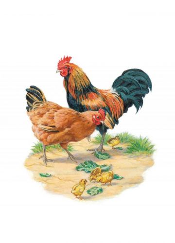 Birthday Card - Cockerel & Hen - Country Cards