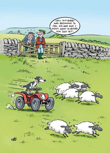 Birthday Card - Rounding Up The Sheep - Funny - Country Cards
