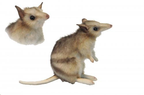 Soft Toy Eastern Barred Bandicoot by Hansa (16cm) 6235