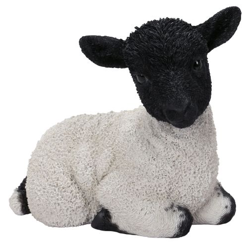 Vivid Arts Blackface Lamb Sheep Sitting - H17cm Lifelike Home Garden Ornament