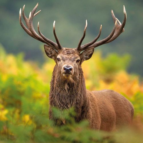 Greeting Birthday Card - Red Dear Stag - Wildlife Trusts