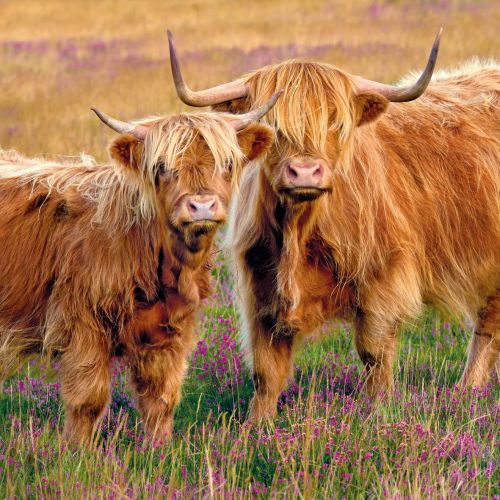 Greeting Birthday Card - Highland Cow Summer Grazing - Eco-Friendly Card Co