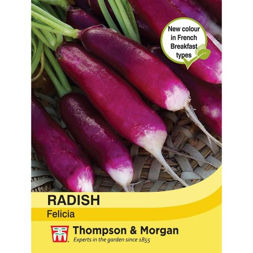 Thompson & Morgan Radish Felicia