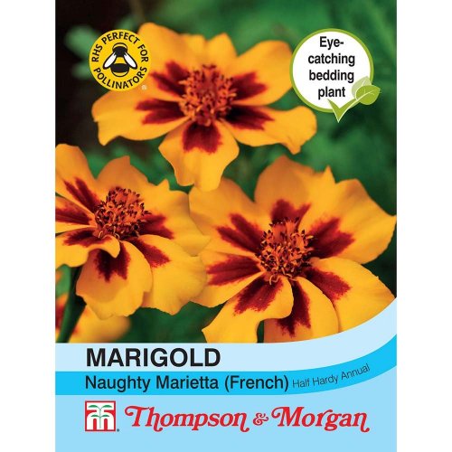 Thompson &  Morgan Marigold Naughty Marietta (French)