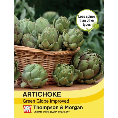 Thompson & Morgan Artichoke Green Globe